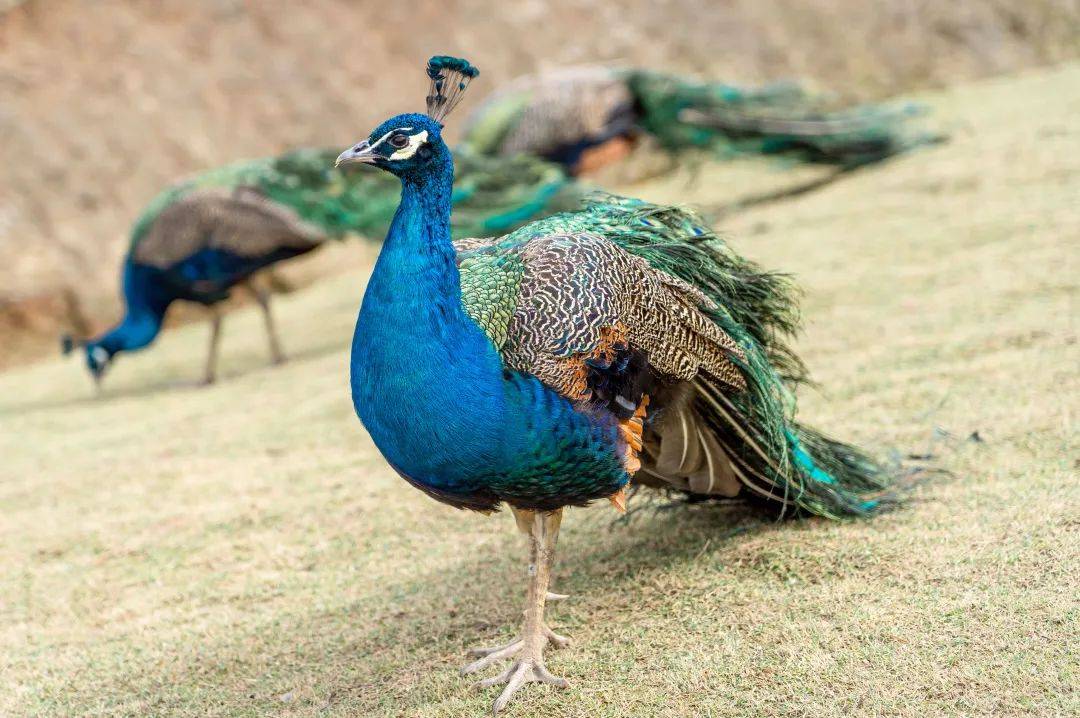 闯入神奇萌宠世界,来探索孔雀王国的奇幻秘密~_动物_阳光_百鸟之王