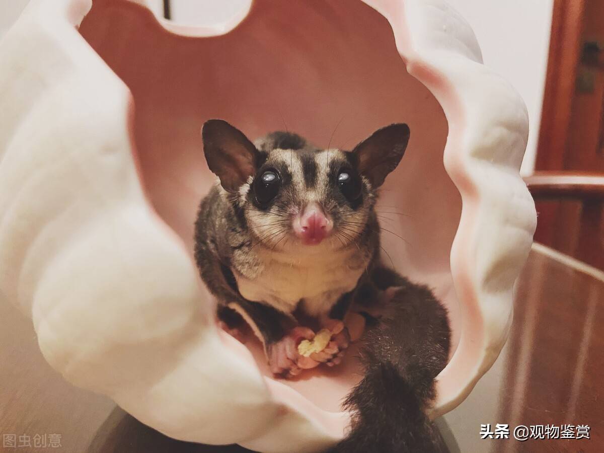 找只异性蜜袋鼯来配对.