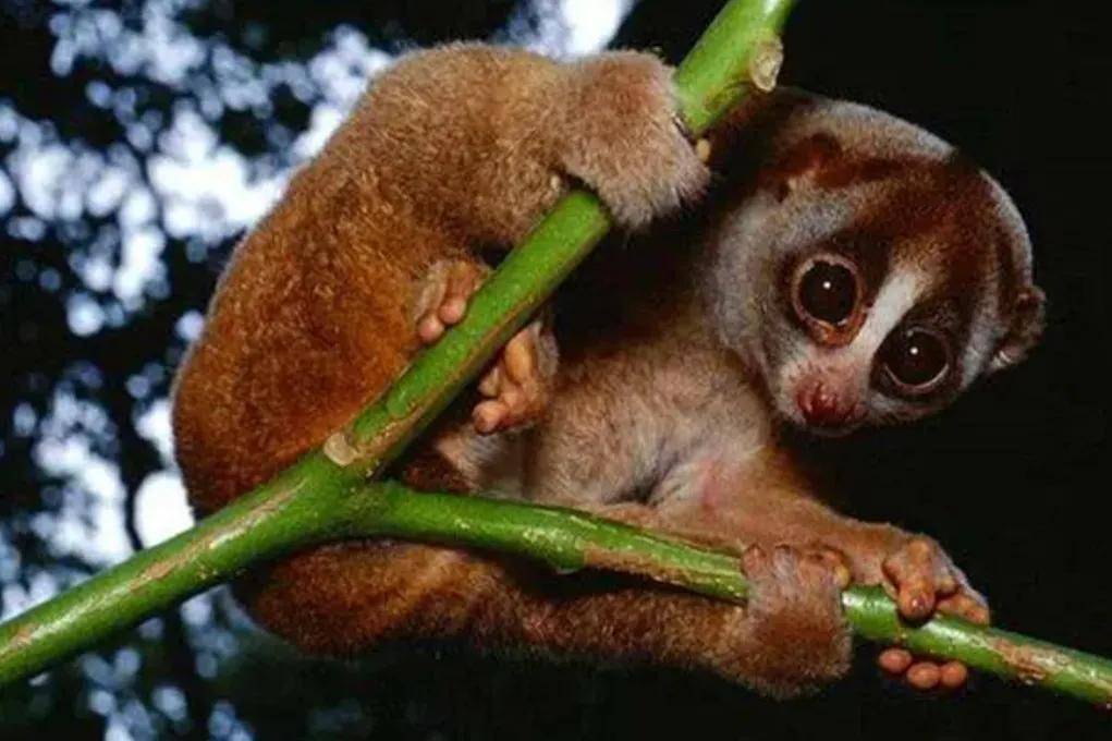 它可是世界上唯一一种携带有剧毒的灵长类动物.