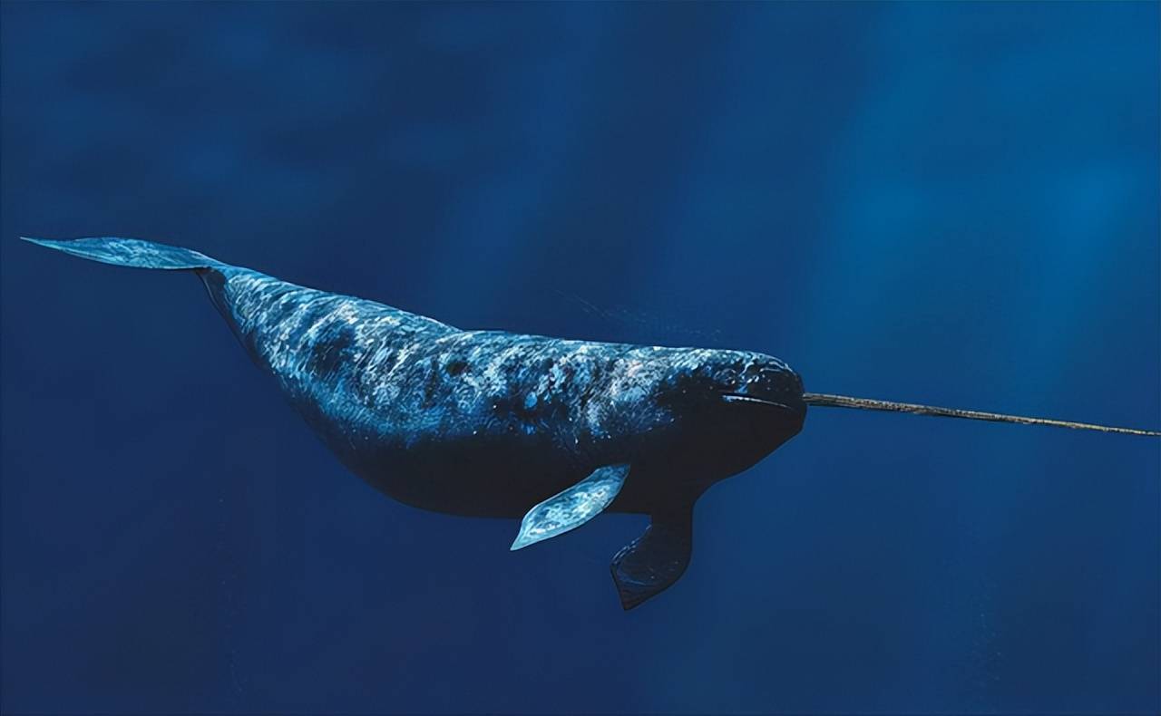 独角鲸图片灭绝图片