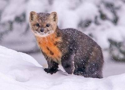 巍峨雪山竟然有紫貂新疆雪地精灵萌呆啦