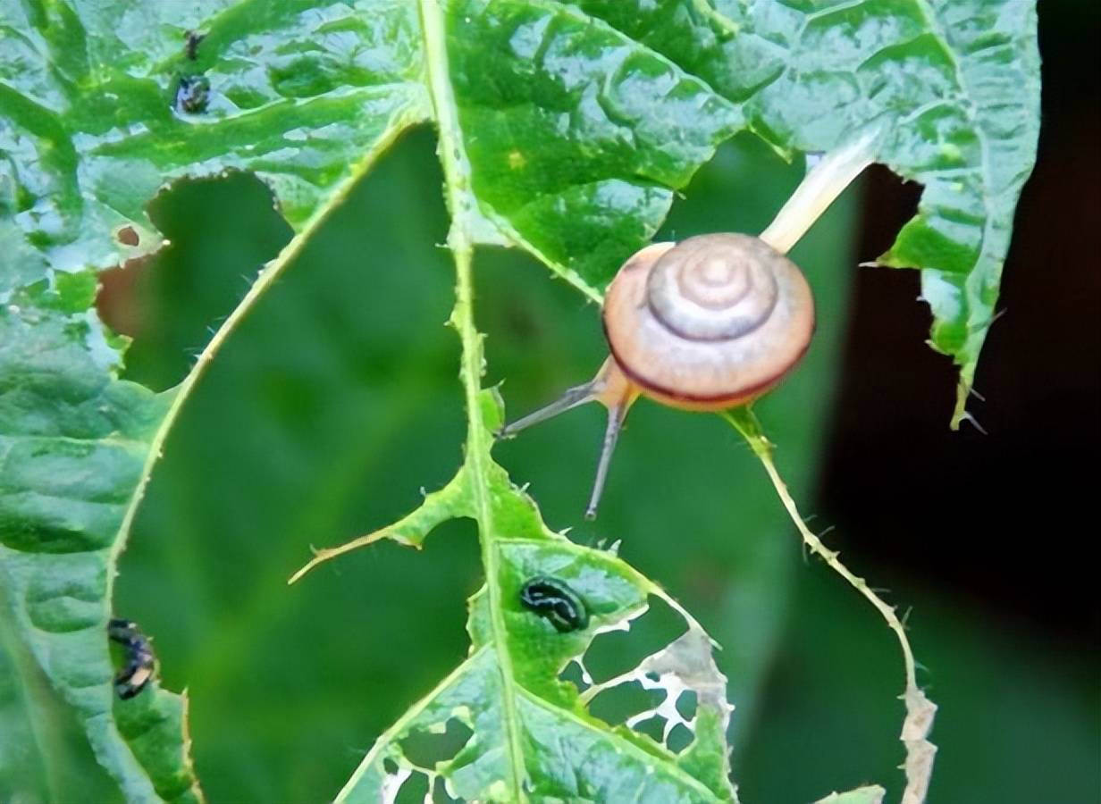 原创农家菜园子里杀死蜗牛和鼻涕虫不用担心吃菜中毒了