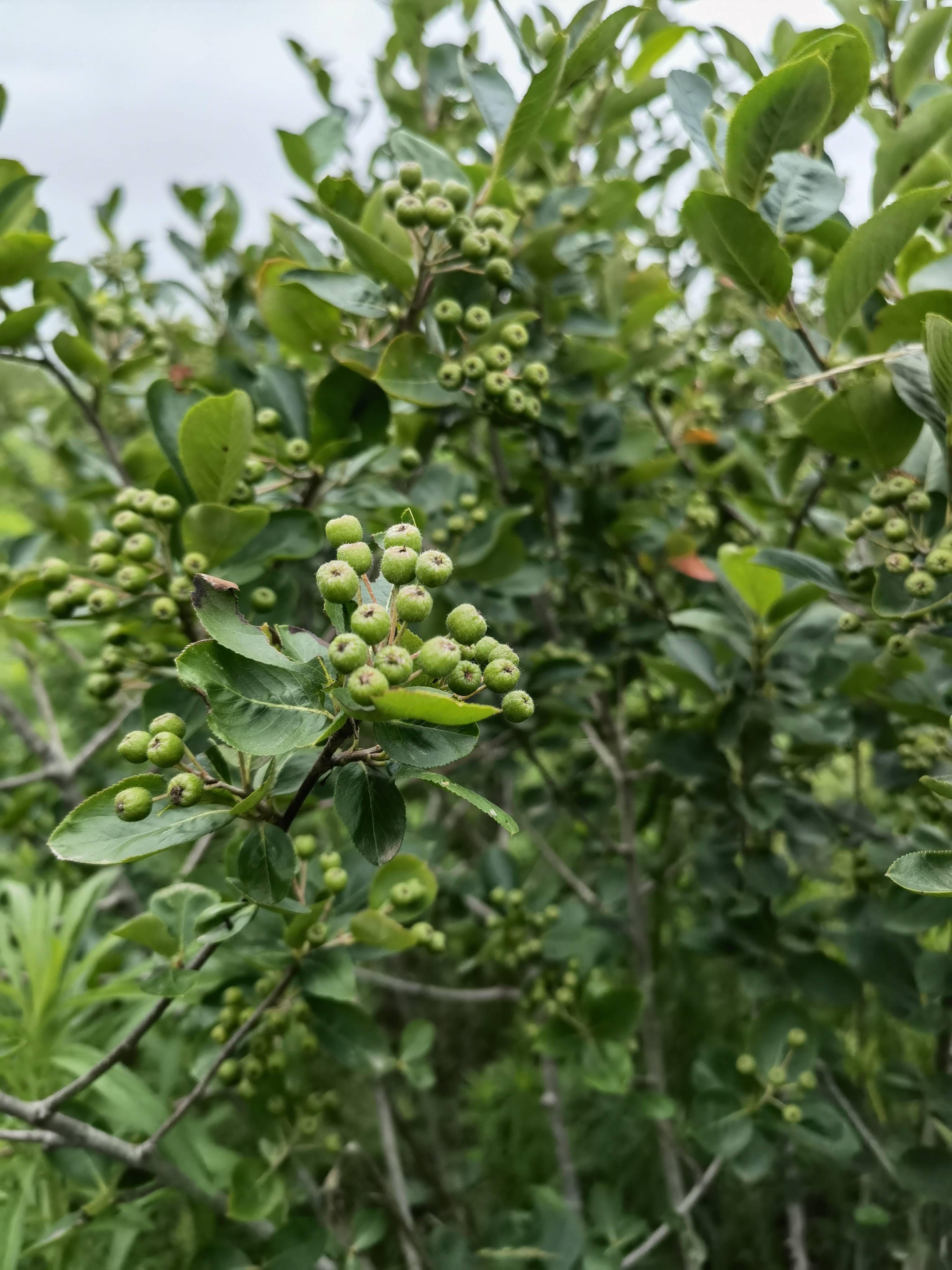 7月的不老莓果实累累
