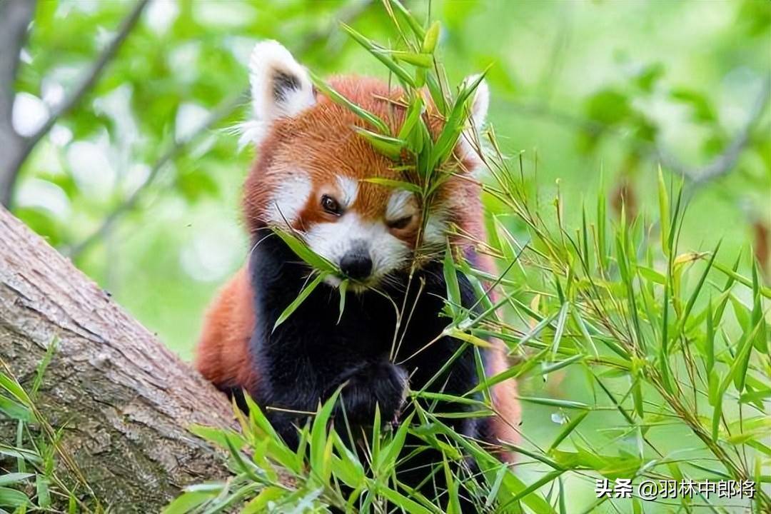 四川成都熊猫基地的小熊猫