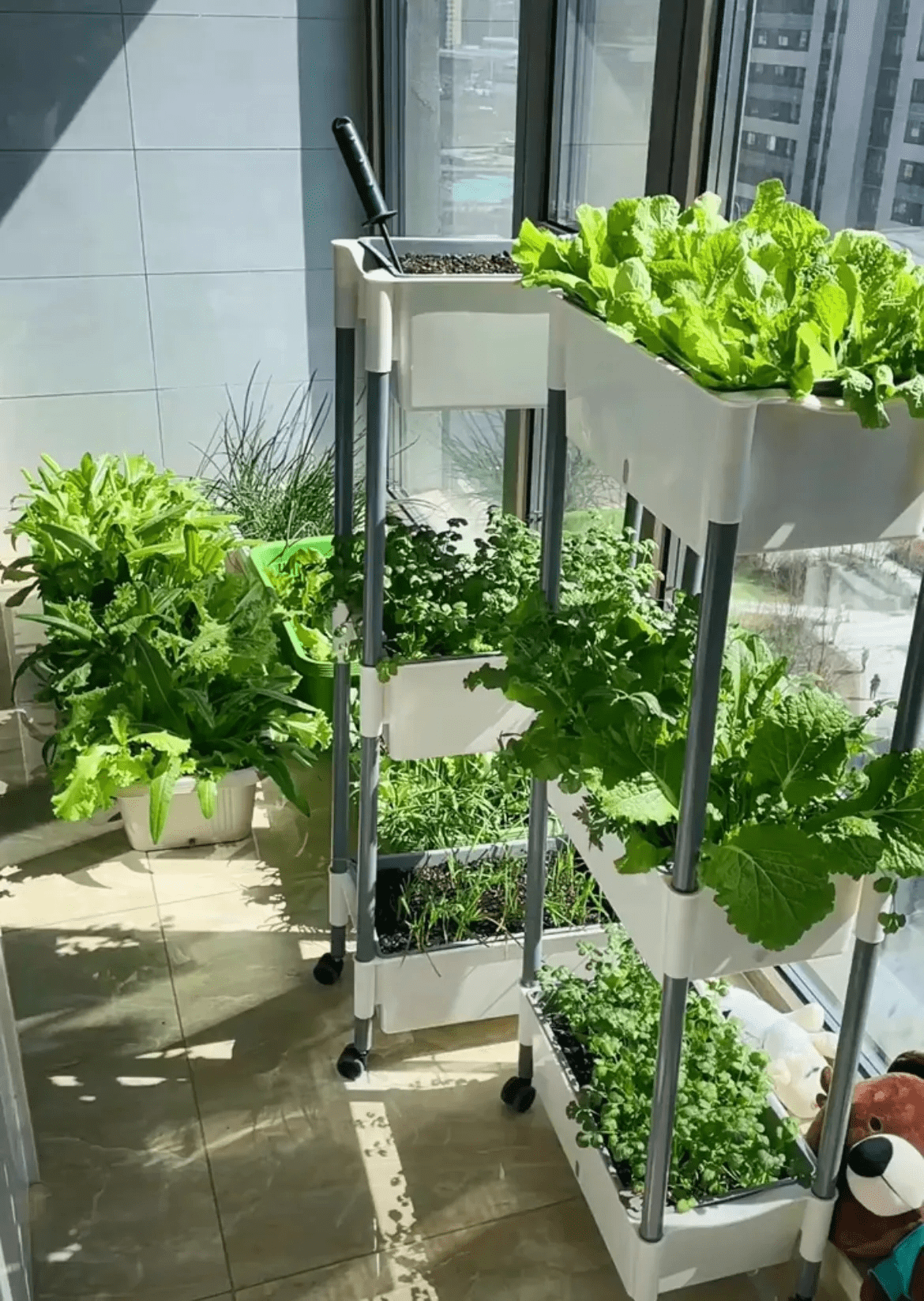 不足6㎡的阳台开辟出块小菜园再也不用怕疫情没菜吃了