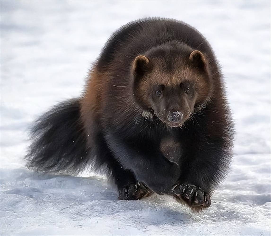 在新疆阿勒泰山区的丛林里,有一种非常珍稀少见的野生动物,那就是貂熊