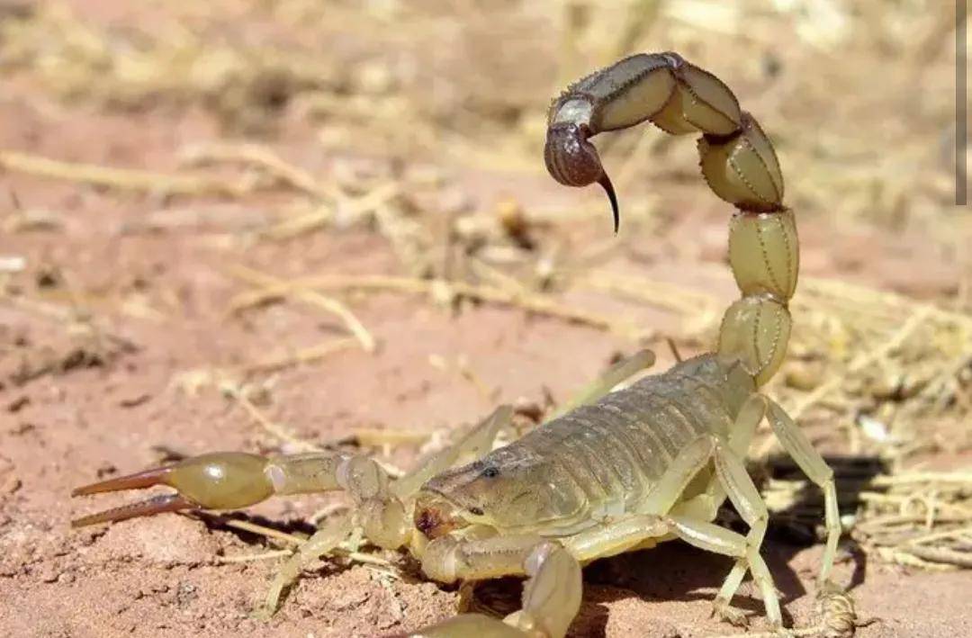 蝎子的祖先图片