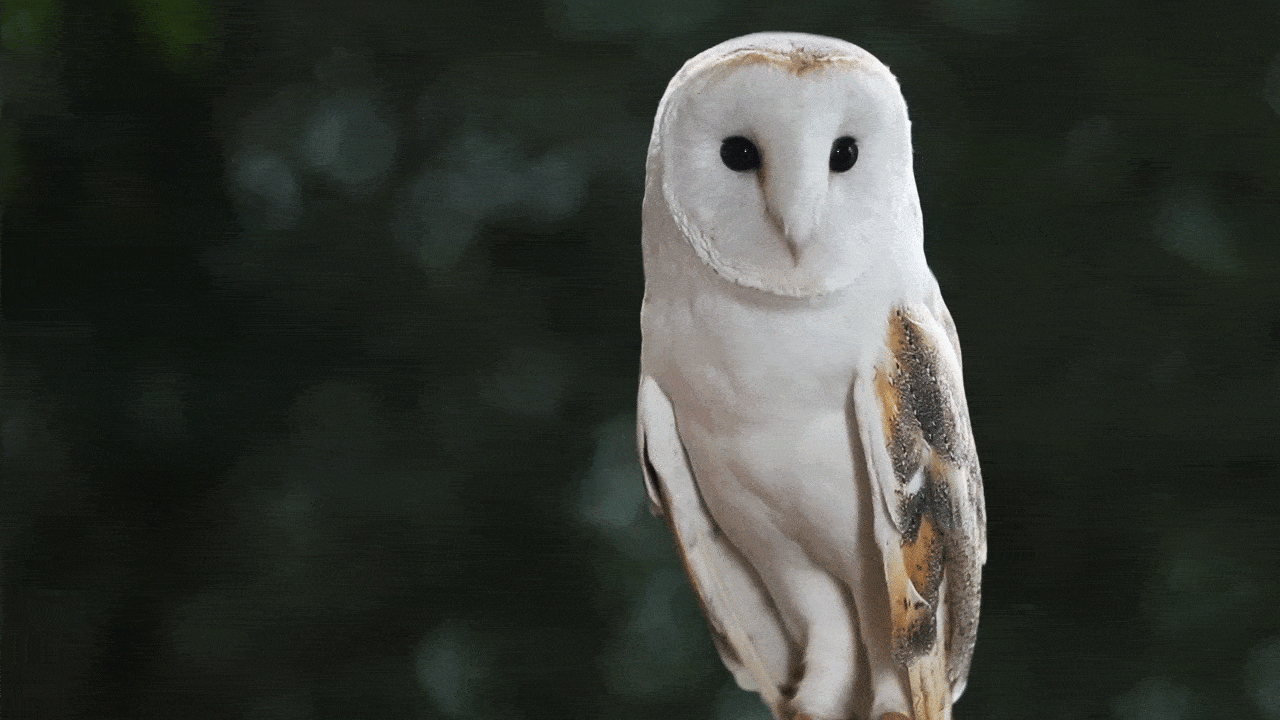 仓鸮,美如画-白衣似雪,夜袭如风_白天虽_猫头鹰_食物