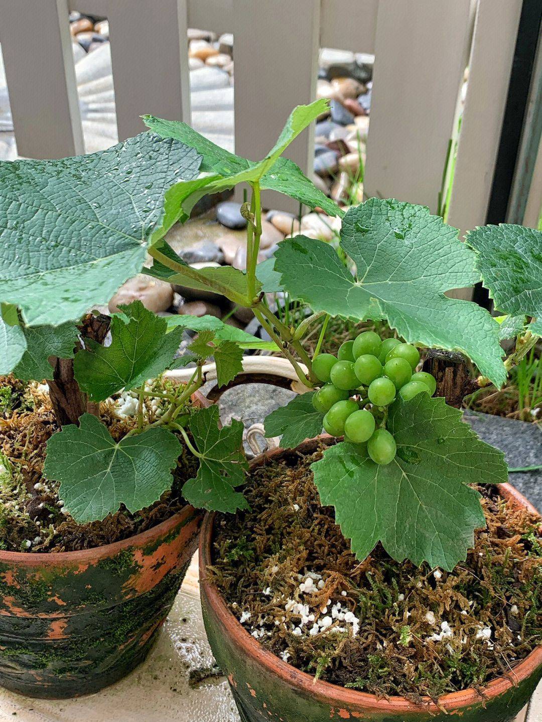 们高兴的季节,新芽正在发芽,仔细看这些嫩枝,嫩芽,叶子,嫩芽和幼苗