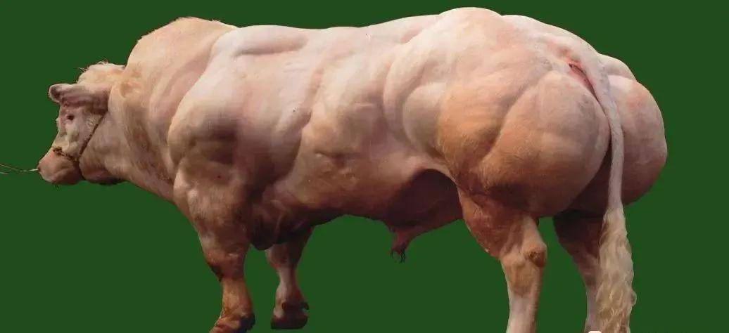 而且人造肉牛可能还会引发很多的后续问题,就像很久之前的转基因食品