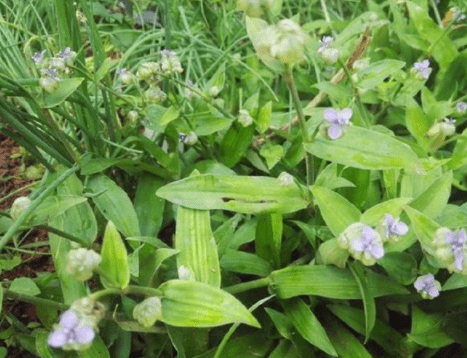 原创农村这种杂草人称痰火草可以止咳化痰是民间妙药良方