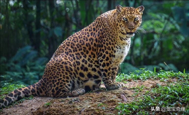 为了保护仅存的一只小美洲豹,这家动物园的工作人员拼了_豹子_公司