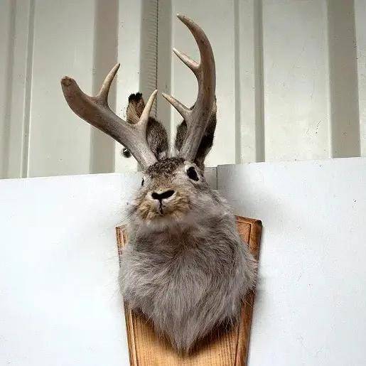 原创传说中北欧森林里的鹿角翼兔是何方神圣