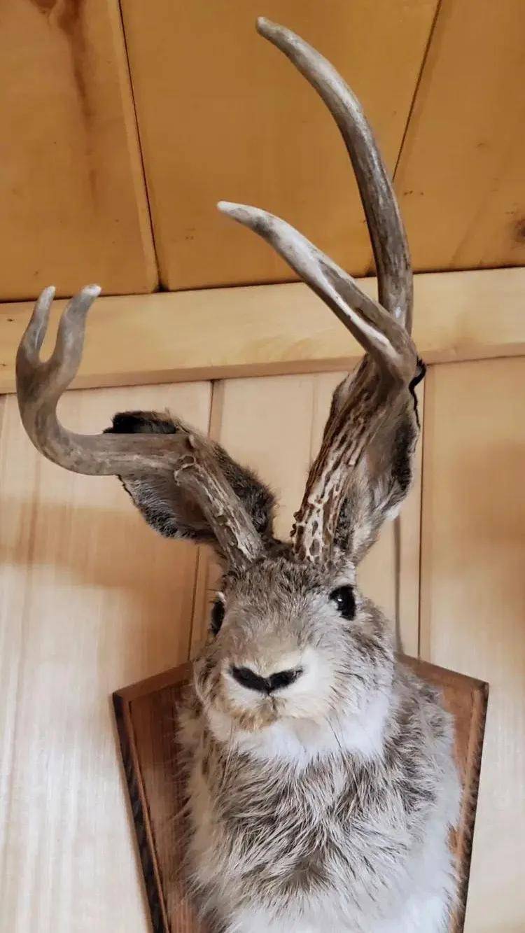 传说中,北欧森林里的鹿角翼兔是何方神圣_兔子_肖普_商家