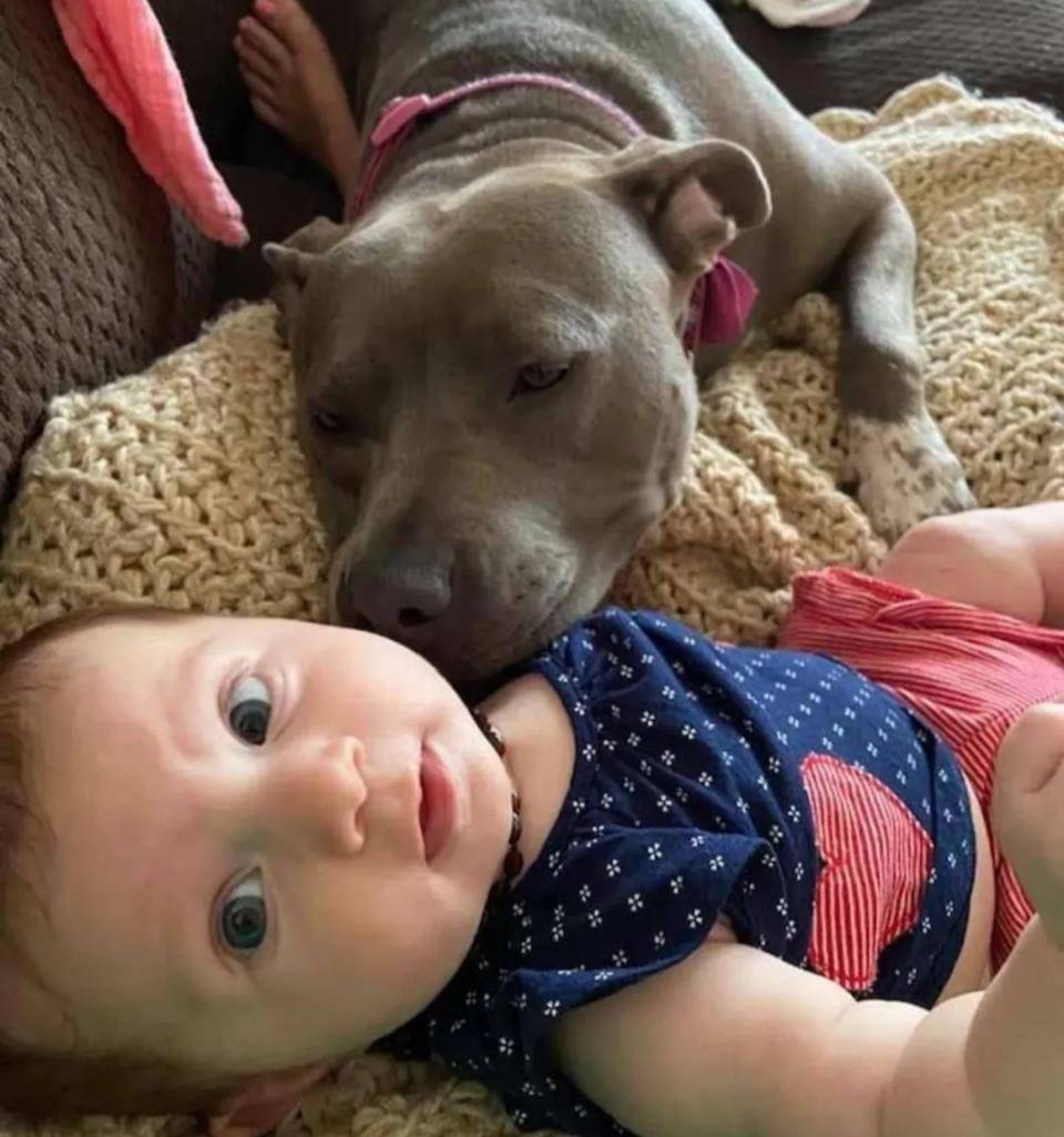 凶猛比特犬变宝宝贴身保姆主人头疼这是我的孩子啊