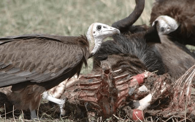 老鹰和秃鹫有什么区别