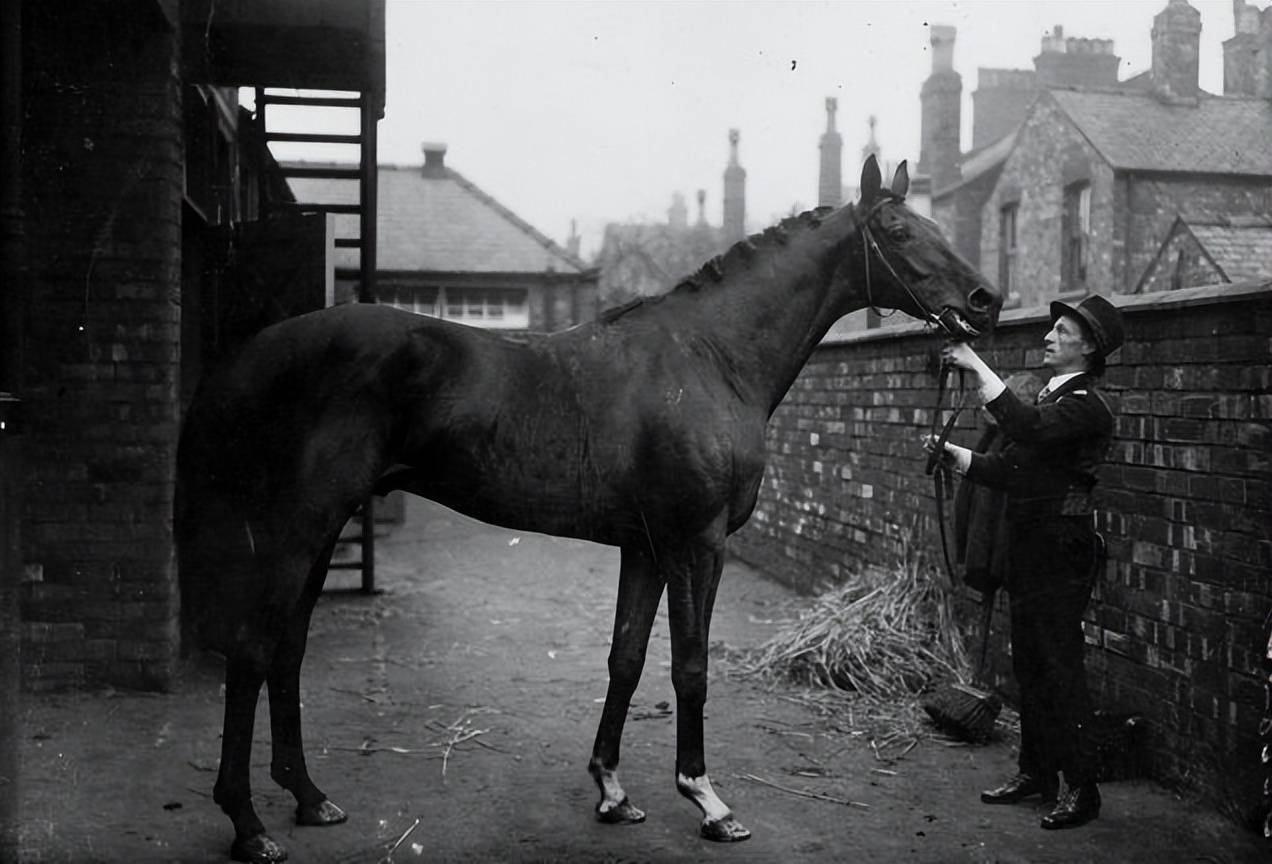 漫话thoroughbred纯种马纯血马