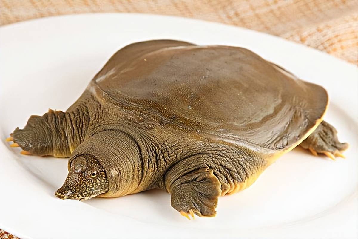 牛肉倒数第一,甲鱼排第三,建议了解_再下_干辣椒_材料