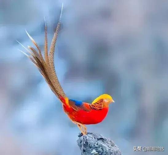 大家好我是糊糊哈达亲爱的朋友,如果您也喜欢大自然美景,花卉植物奇珍