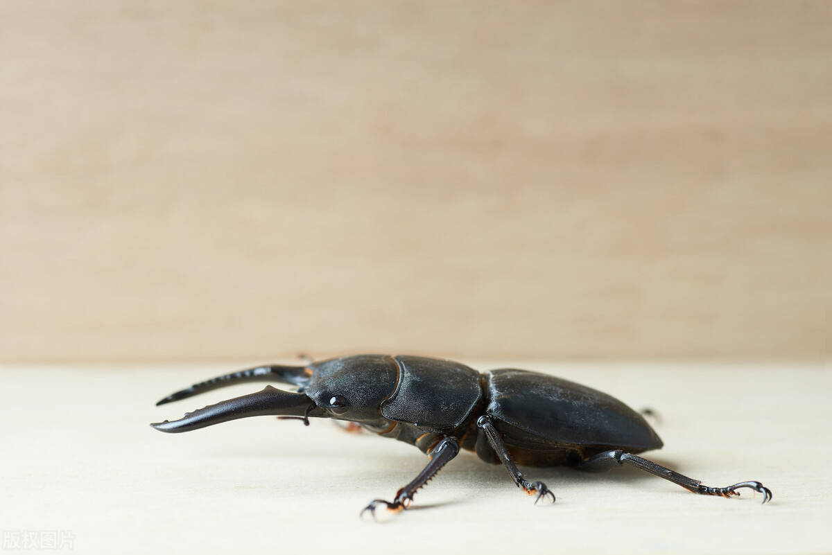 昆虫刽子手锹甲夹夹虫