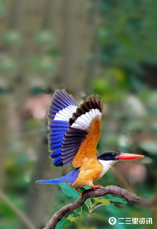 原創商州鳥叔發現新鳥種有一種叫翡翠鳥看它們長什麼樣