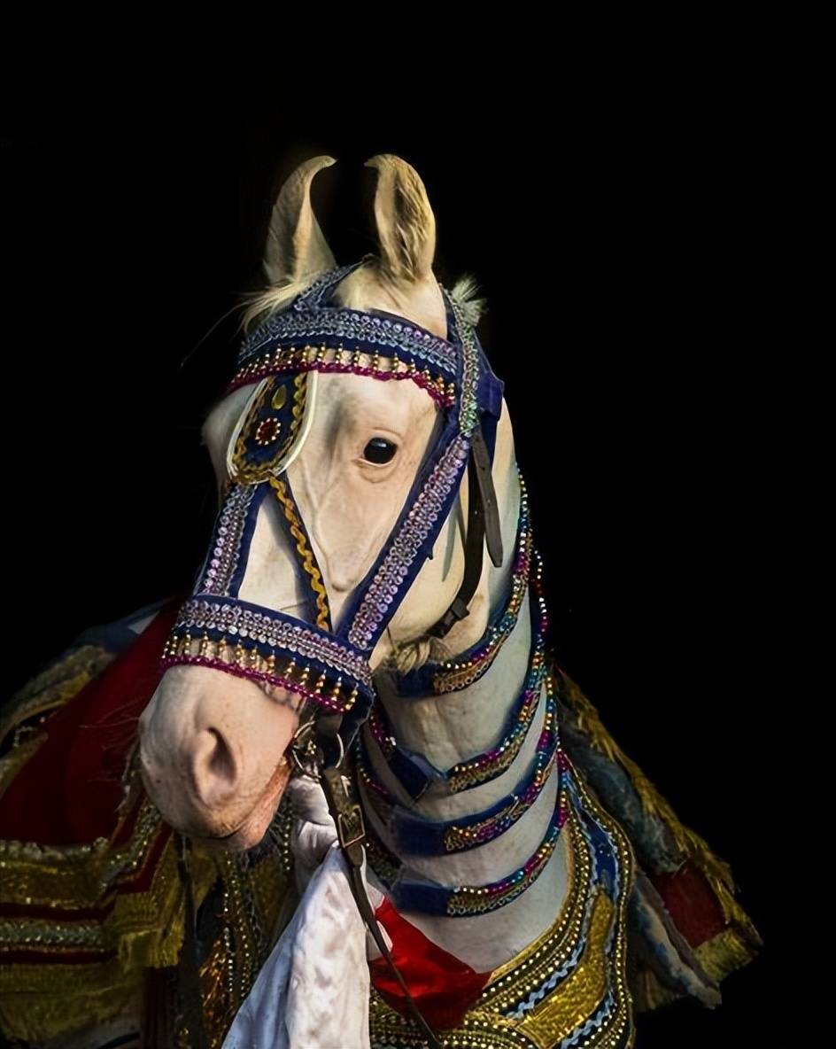 原创聊聊国外两种耳朵内卷的马瓦里马marwari与卡提阿瓦马kathiawari