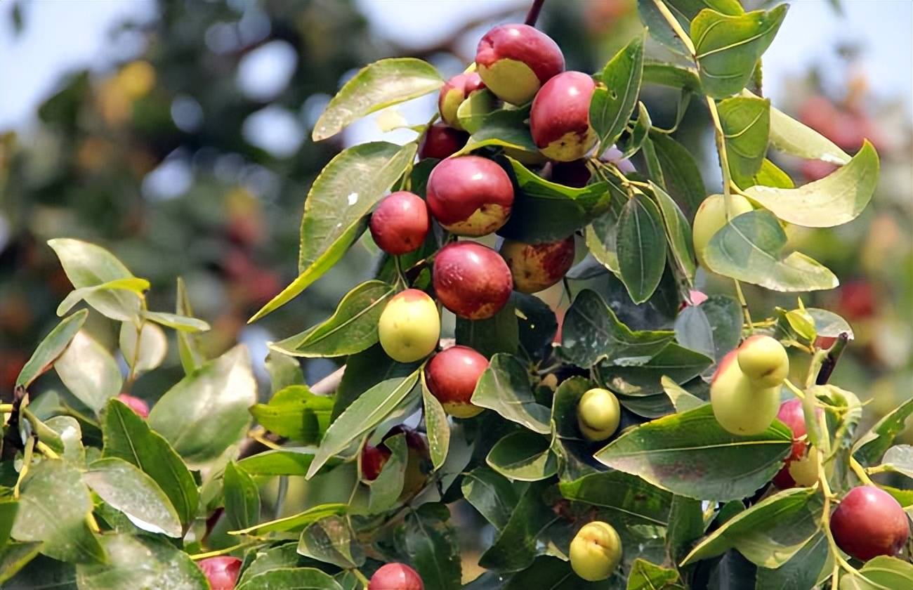 夏季如何修剪枣树_养分_新枝_结果