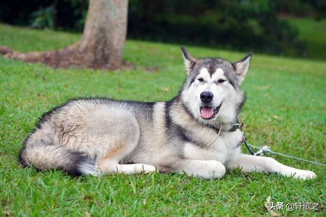 地球上最危险的十种犬 超出你的想象 杜高犬 哈士奇 体型