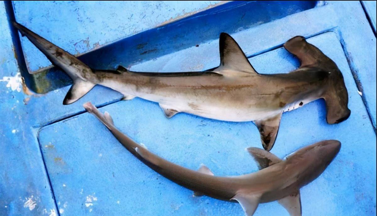 鲨鱼都能做刺身,尿素味爆棚,鲨鱼头直接上桌生啃_鱼肉_人们_味道