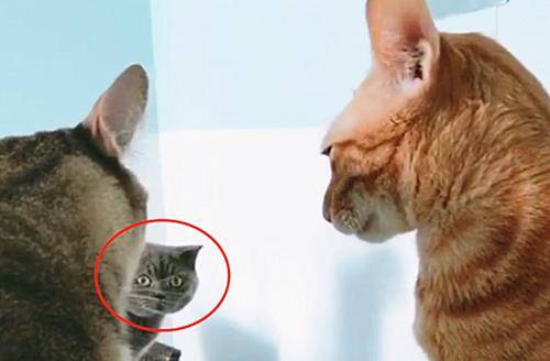 蓝猫发现自己是备胎 当场懵了 喵 是时候放手了 花猫 猫咪 网友