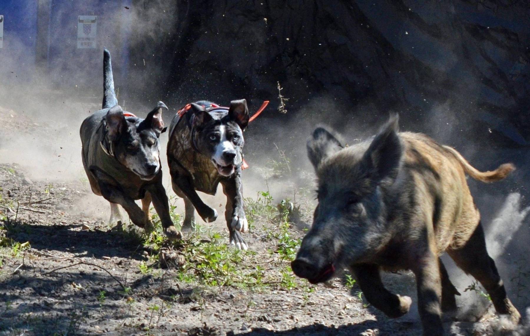 野猪的战斗力是非常强悍的,在没有人类的野外,野猪可以说也是站在食物