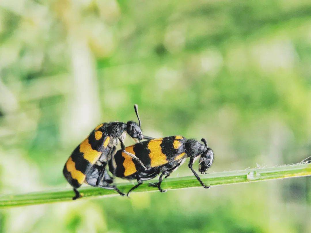 昆虫,个头不大,一般就2厘米左右,但长得却很有特点,看起来有些像天牛