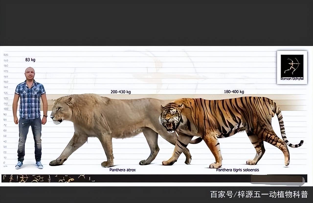 东北虎对比狮子体型图图片