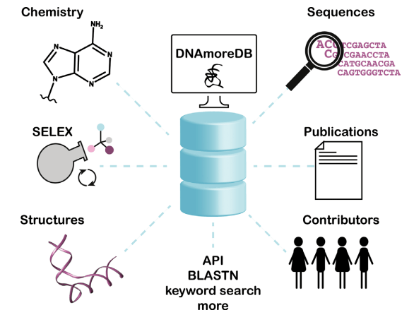DNAmoreDB，DNA酶数据库