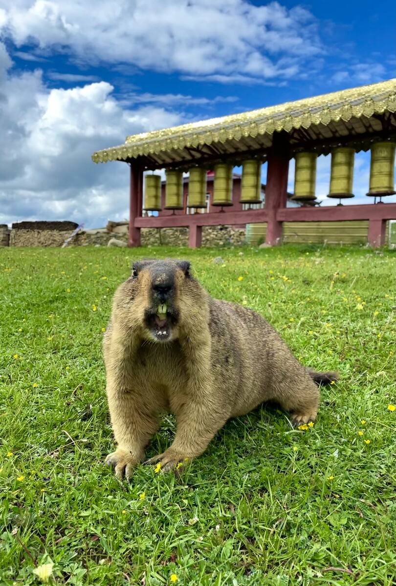 原创野生土拨鼠迷人又危险的草原精灵