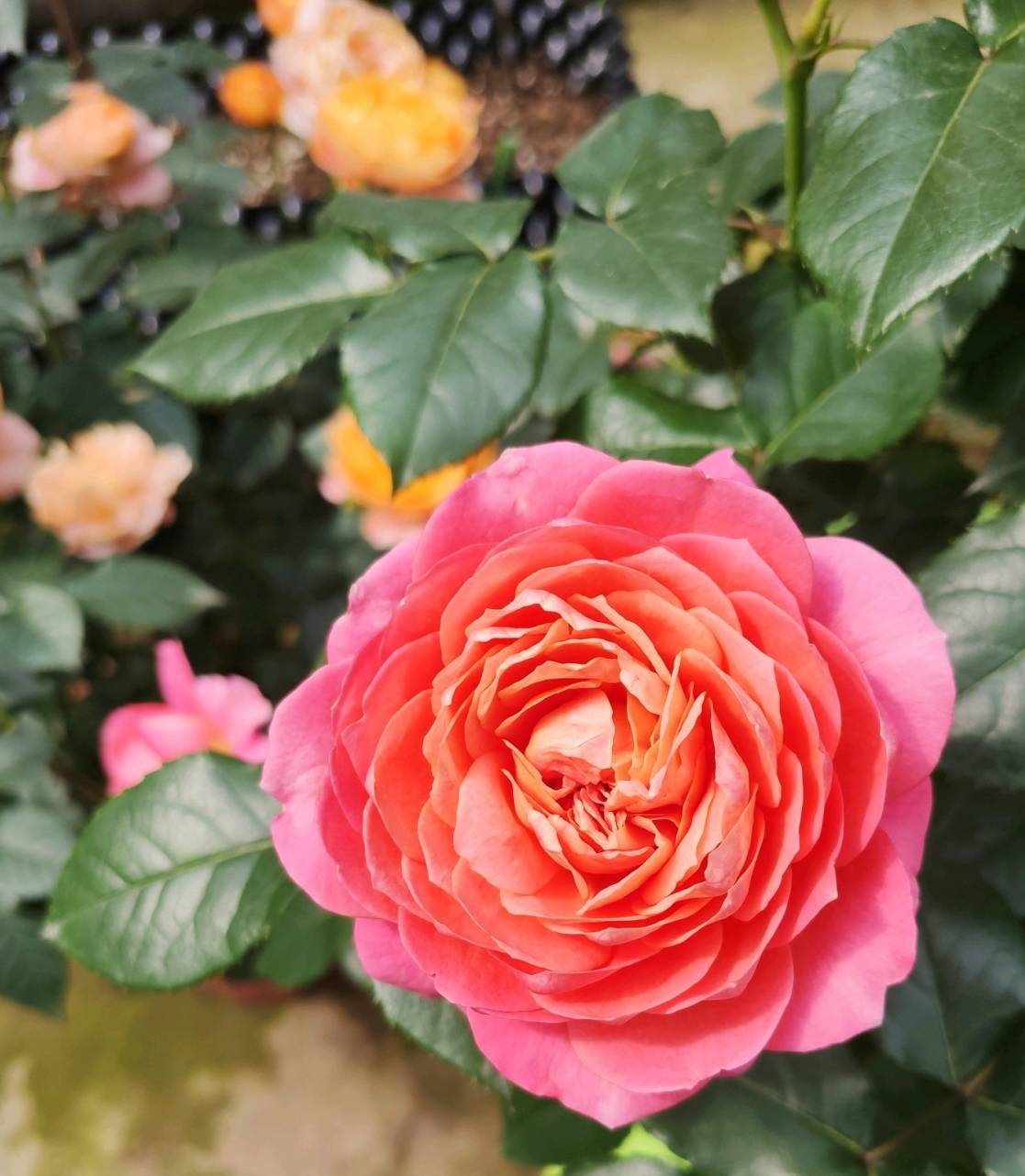 阳台养花,养棵"香香公主"吧,花开时刻,满室飘香,四季能赏花_开花_月季
