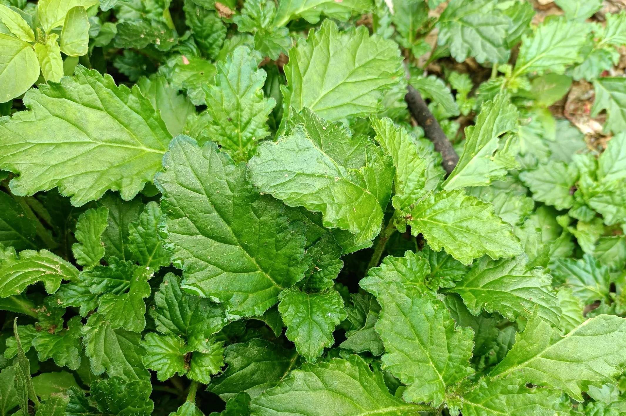 长在墙边的野草,人称"筋骨草",若在家乡遇见,请及时重视起来_价值