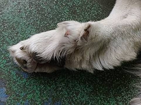 大多数人不知道的狗和狼之间的七个区别是什么 驯化 时尚 人类