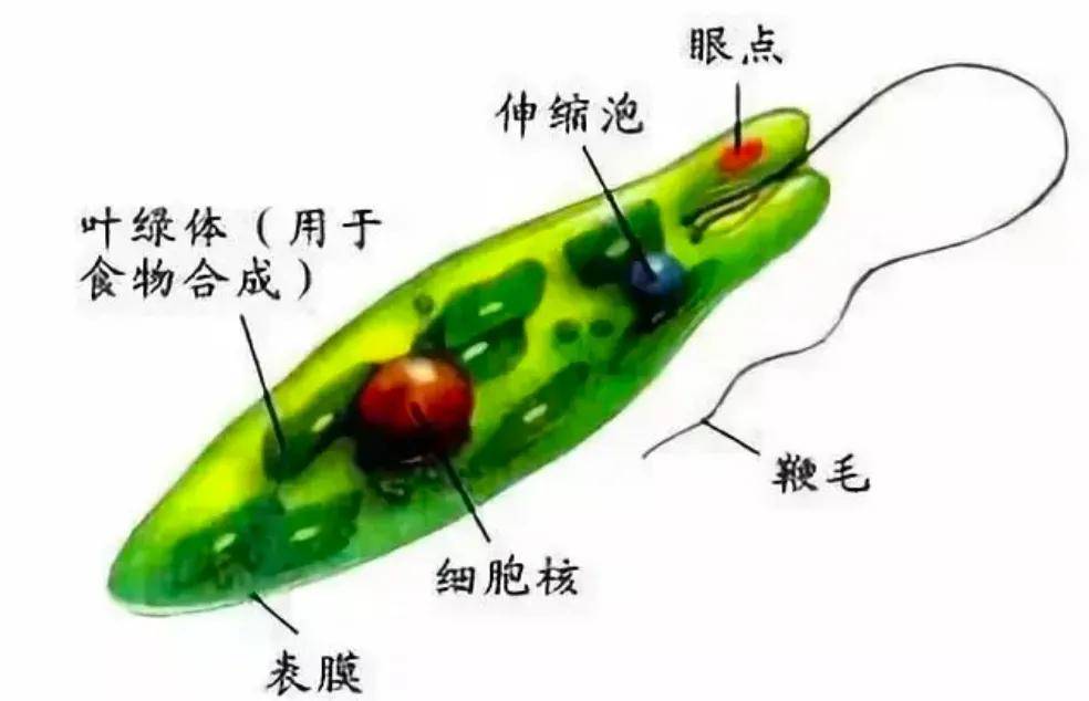 原创小小的眼虫会成为科学家们争抢的香饽饽原因何在