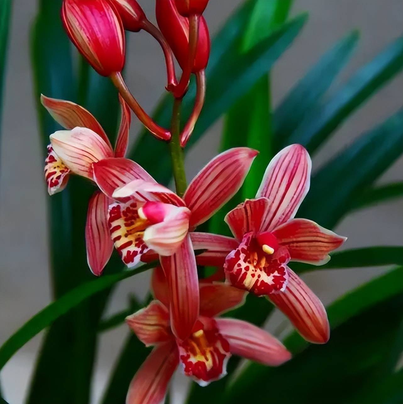 喜欢兰花别错过"红贵妃",高雅有格调,香味浓郁,多季节有花赏