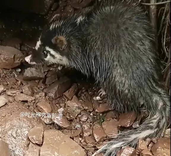 云南昭通的刘先生下地去干活时,居然意外发现一只被毒死的花脸獐_果子
