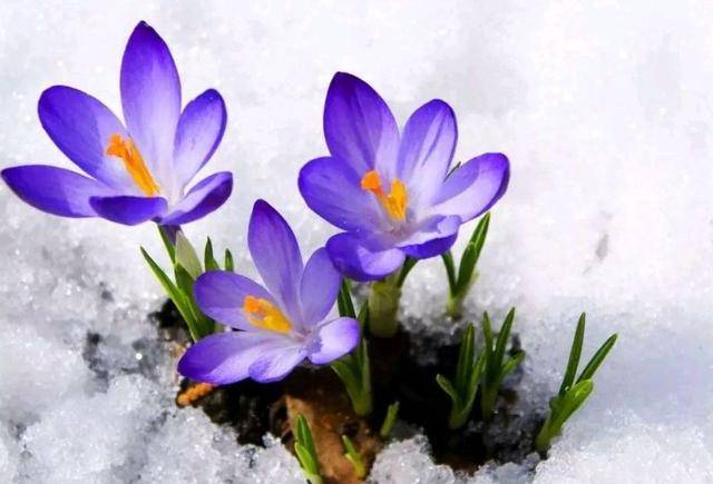 冬天来了外一首