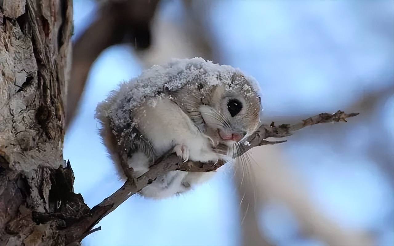 小飞鼠真实图片