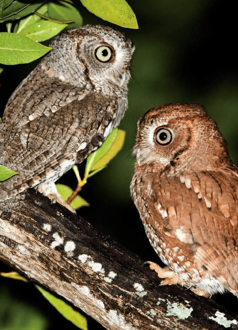 世界猫头鹰大全(东方 尖叫声 猫头鹰)_斑纹_灰色_黑色