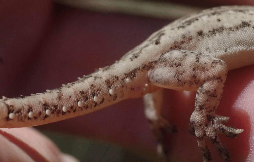 人畜无害的壁虎,为何能位居"五毒"之一?_人们_人类_动物