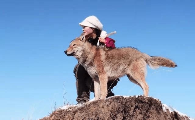 远处的狼群在听到格林的声音后,也发出了狼嚎予以回应.