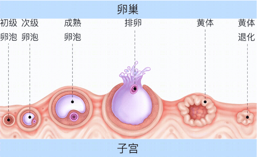 吃调经促孕丸会提前排卵吗?_子宫_内膜_女性