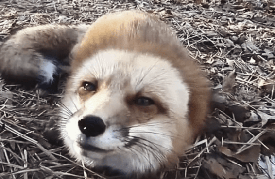 东北猎户救下受伤小狐狸,喂养痊愈后放生,7天后,狐狸一家多次报恩