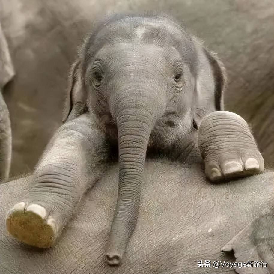 假如小象莫莉像它們一樣也生活在大自然_塞倫蓋蒂_動物_園區