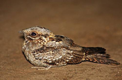 夜鹰为什么又叫"蚊母"?_蚊子_母鸟_母草